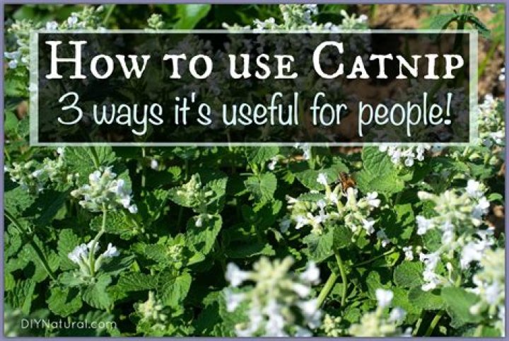 How do you use catnip joints?