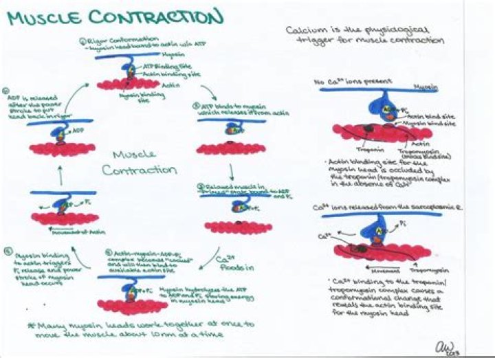 How does a muscle contract step by step?