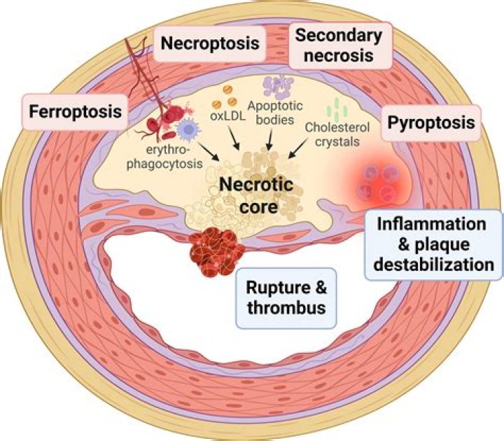 How does anti tumor necrosis factor work?