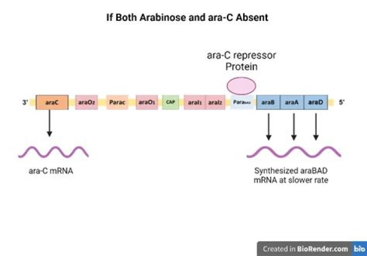 How does arabinose affect the pBAD promoter?
