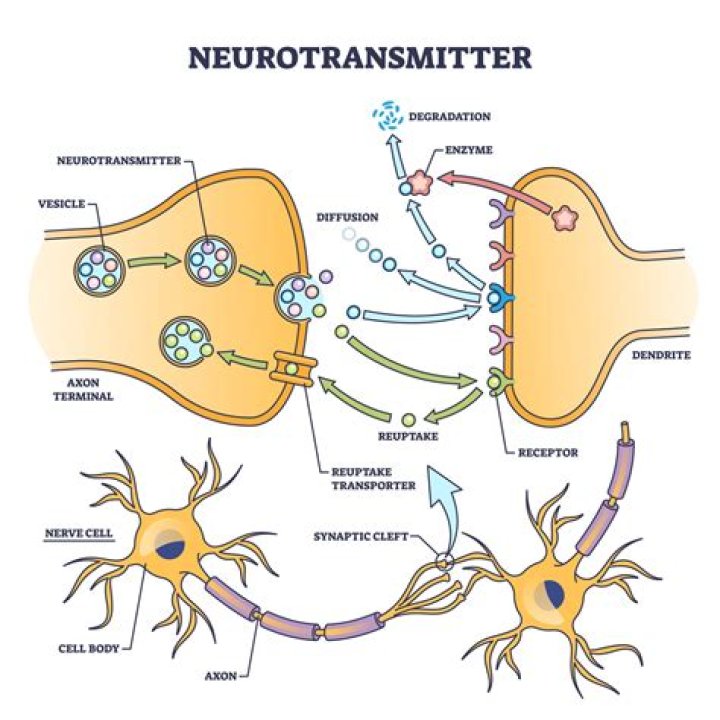 How does chemical neurotransmission occur?