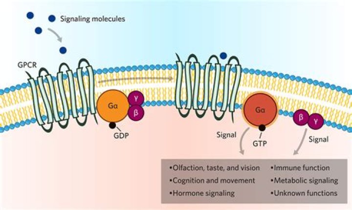 How does cholera affect the cell membrane?