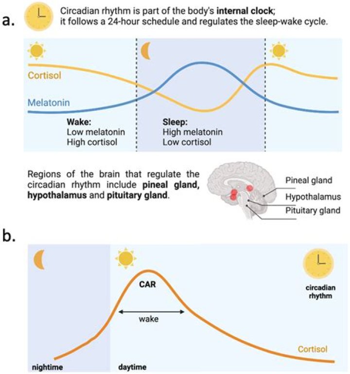 How does cortisol affect circadian rhythm?