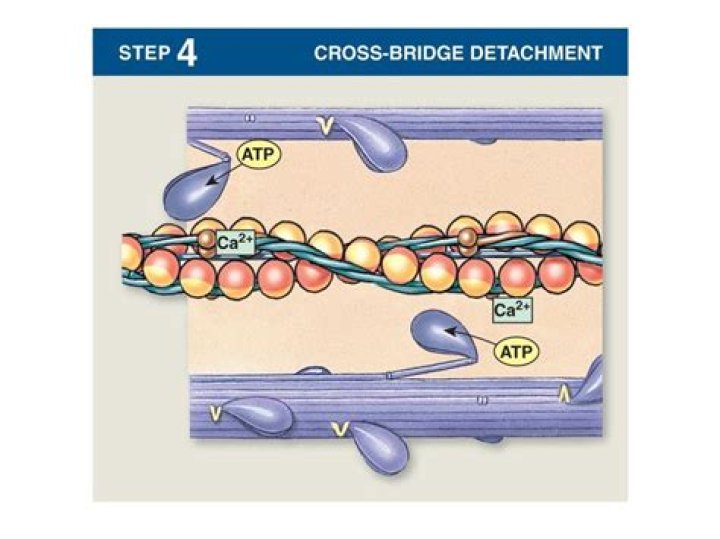 How does cross-bridge detachment occur?
