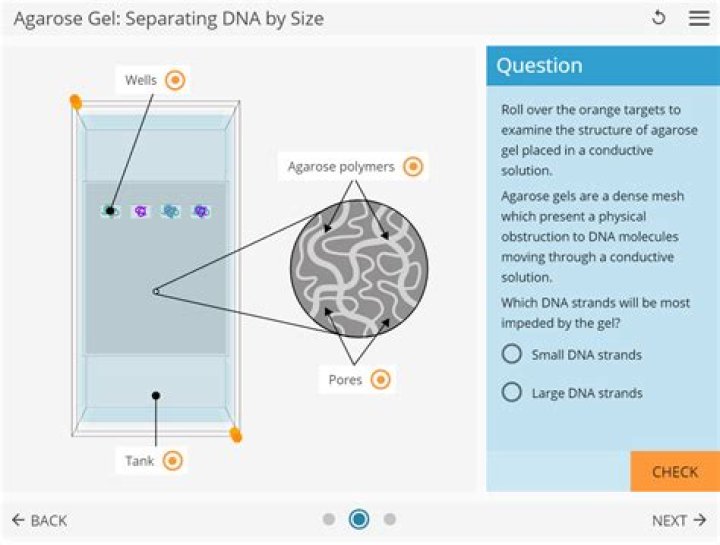 How does DGGE separate DNA?