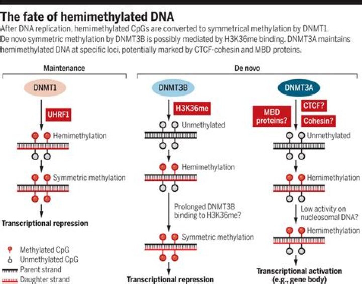 How does DNA become Hemimethylated?