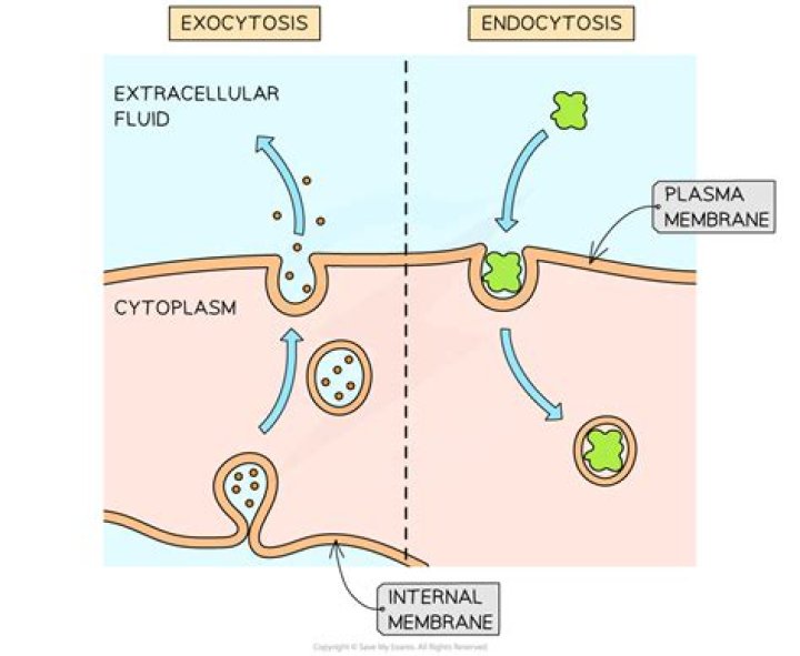 How does endocytosis help in drug absorption?