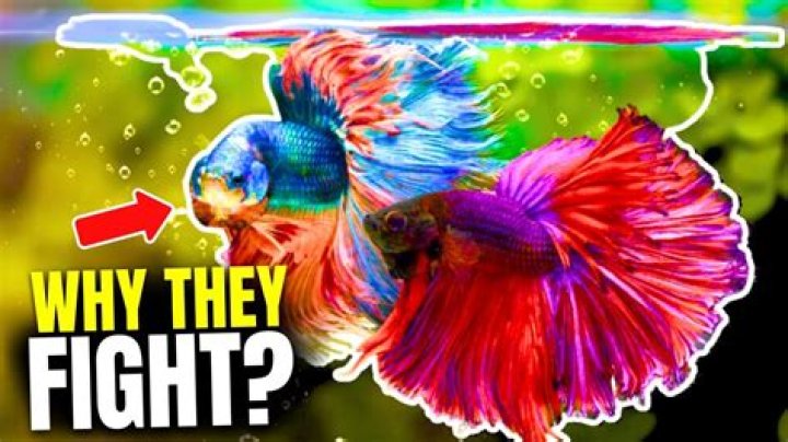 How does Fighter fish reproduce?