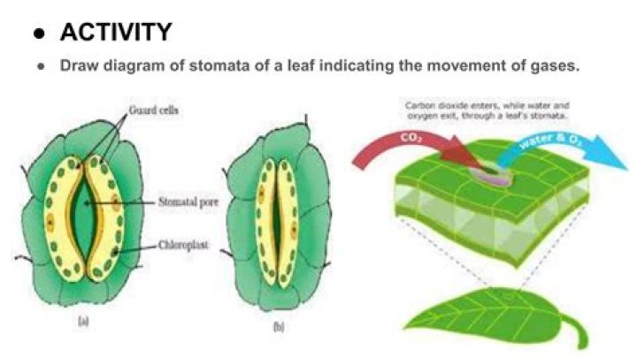 How does gas exchange occur in the leaf?