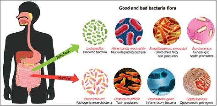 How does gut bacteria affect asthma?
