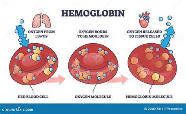 How does hemoglobin contribute to the function of erythrocyte?