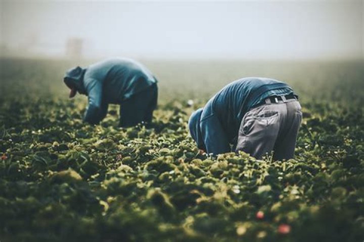 How does immigration affect the labor market?