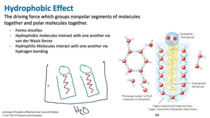How does increased ionic strength affect hydrophobic forces?