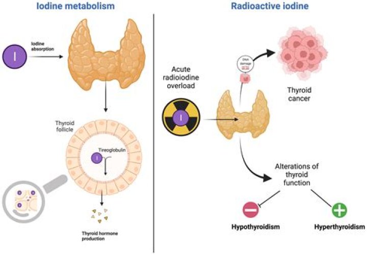 How does iodine assist in synthesis of thyroid hormone?