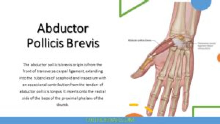 How does Karenia brevis grow?