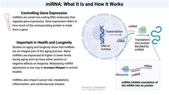 How does miRNA regulate gene function?