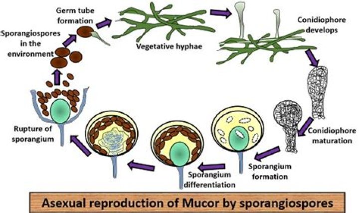 How does Mucor fungi reproduce?