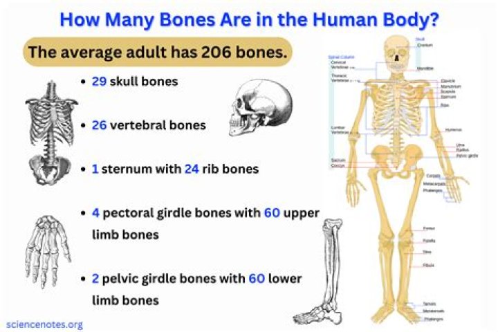 How does Napier bones look like?