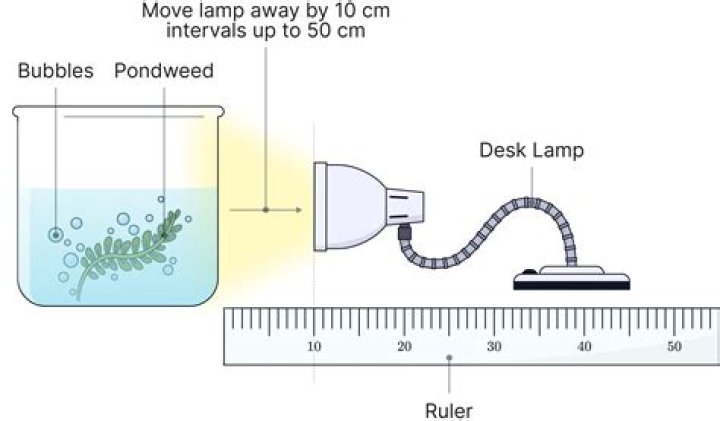 How does pondweed measure the rate of photosynthesis?