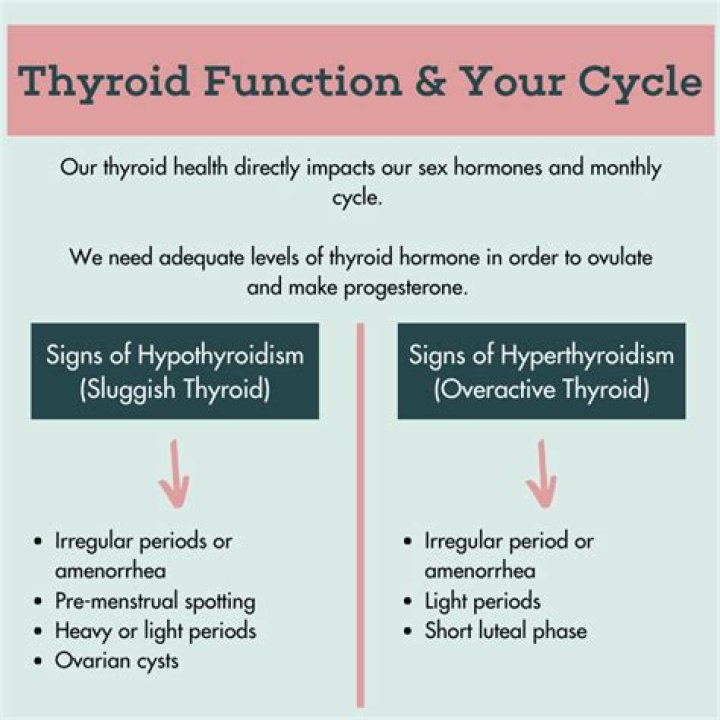 How does progesterone affect thyroid function?