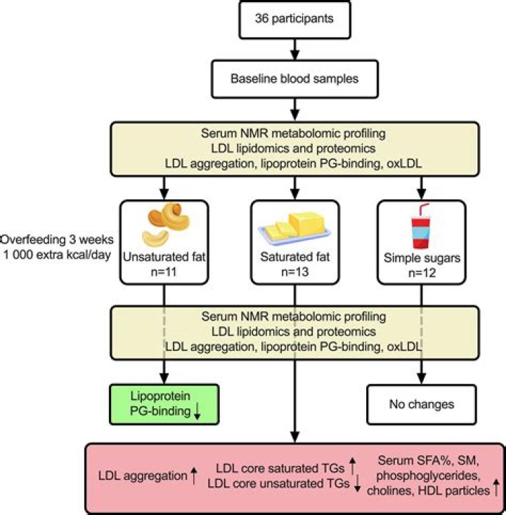 How does saturated fat increase cholesterol?