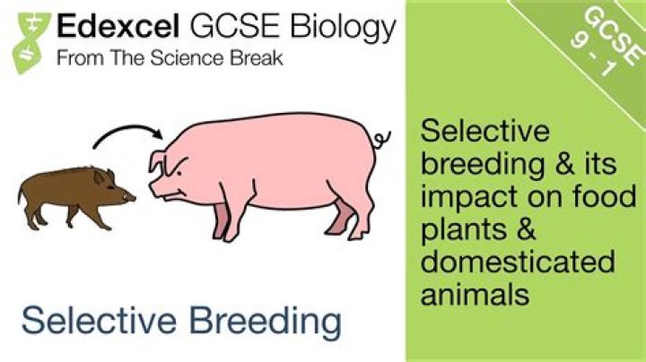 How does selective breeding work in dogs?