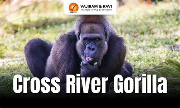 How does the Cross River gorilla reproduce?