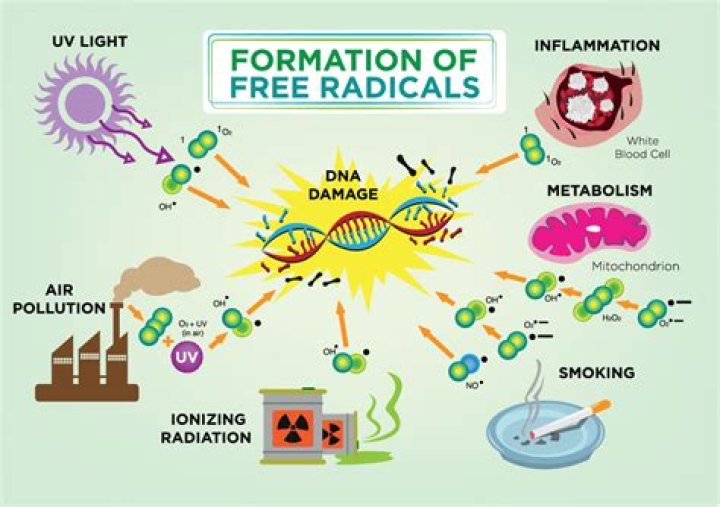 How does the free radical theory explain the aging process?