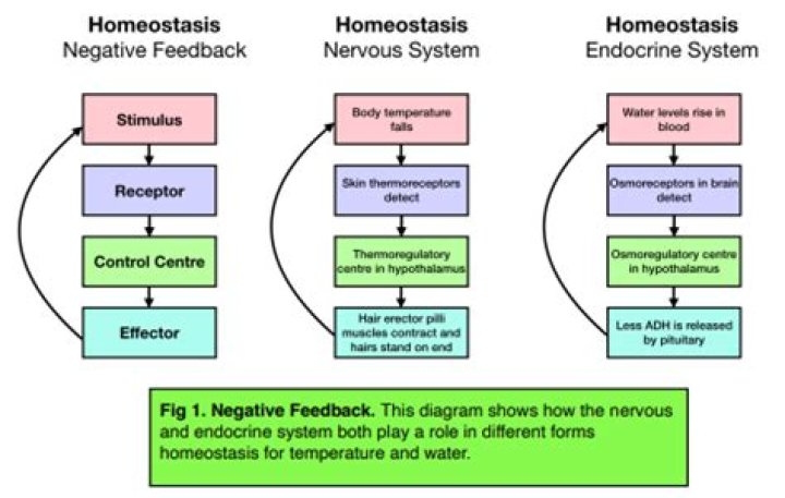 How does the negative feedback system work?