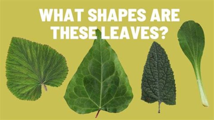 How does the shape of leaves help them to do their job?