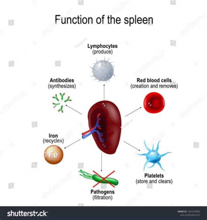 How does the spleen make antibodies?