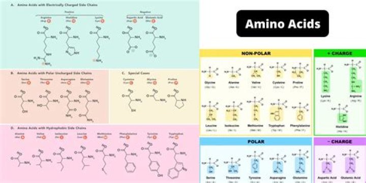 How does the structure of amino acids allow proteins to perform so many functions?