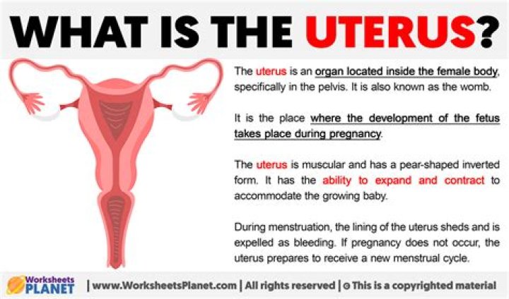 How does the uterus clean itself?