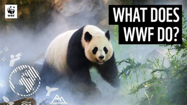 How does WWF advertise?