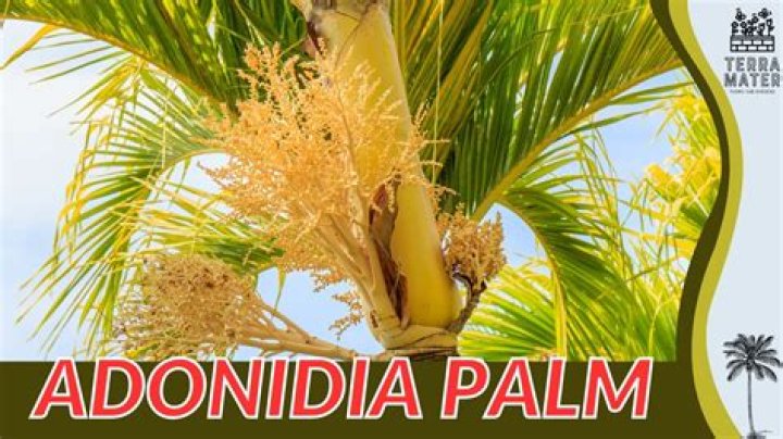 How fast do adonidia palms grow?