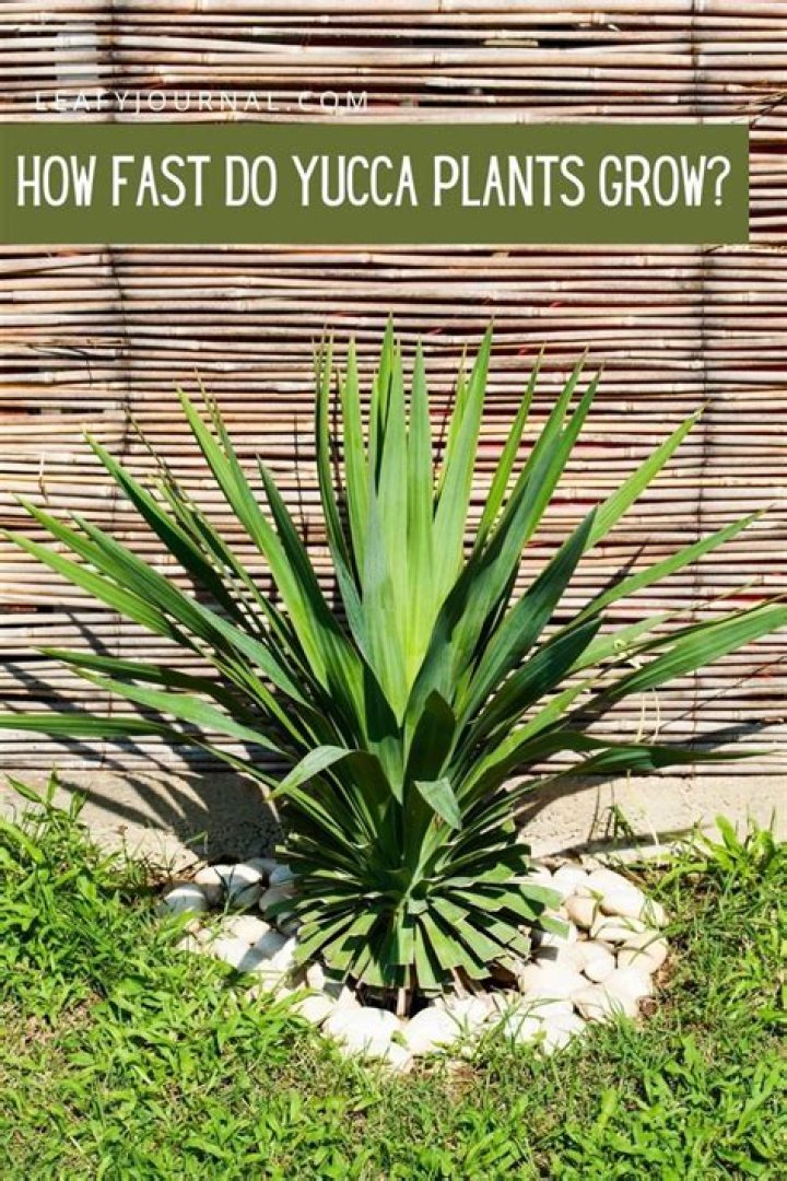 How fast does a yucca cane grow?