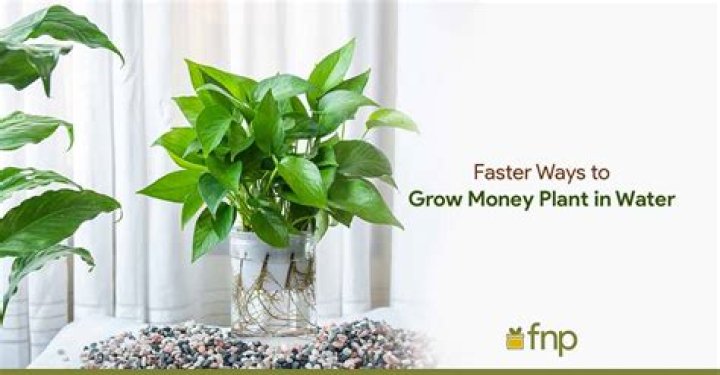 How fast does Acer Campestre grow?