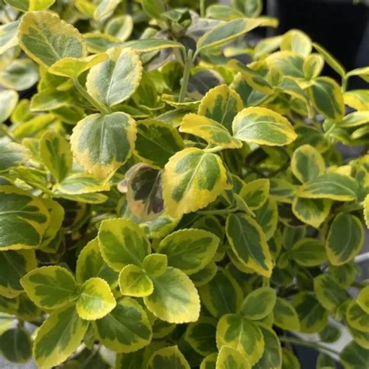How fast does emerald n gold euonymus grow?