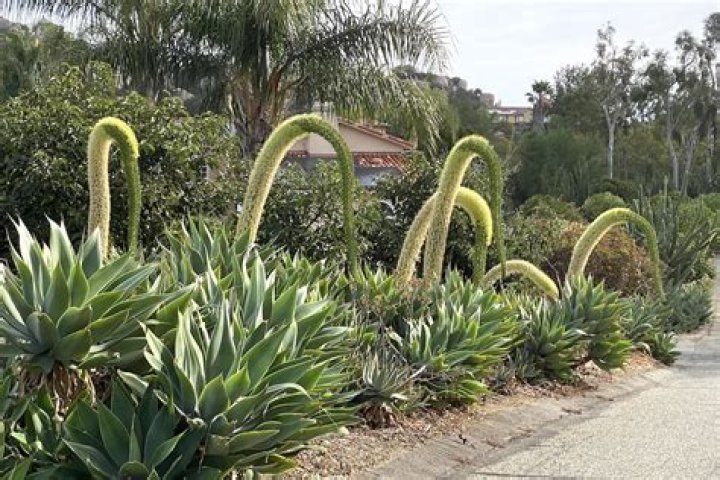 How fast does foxtail agave grow?