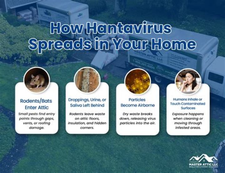 How fast does hantavirus spread?