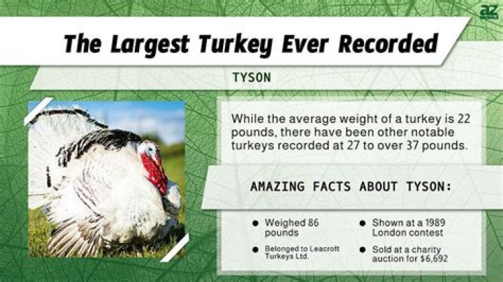 How heavy is the heaviest turkey?