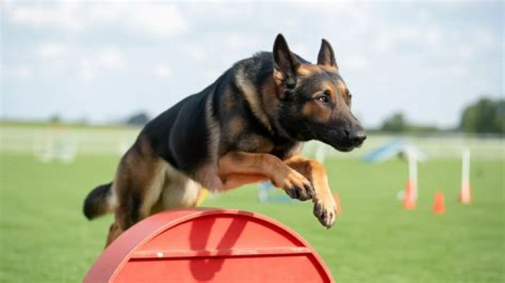 How high of a wall can a German Shepherd jump?