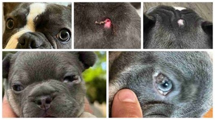 How is dermoid sinus treated in dogs?