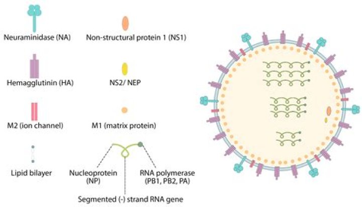 How is enterovirus 68 treated?