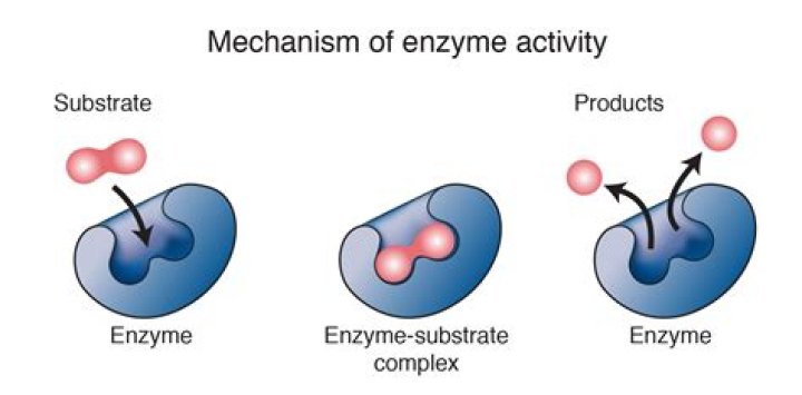 How is enzyme produced?