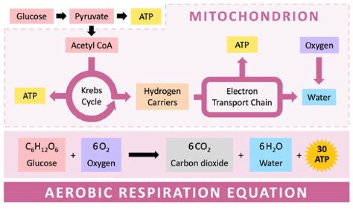 How is fructose used in respiration?