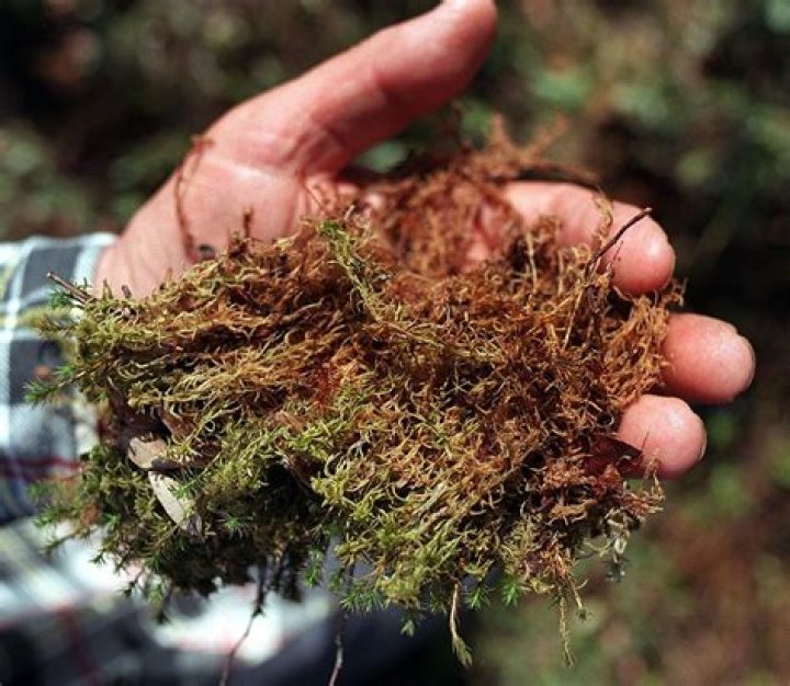 How is sphagnum peat moss harvested?