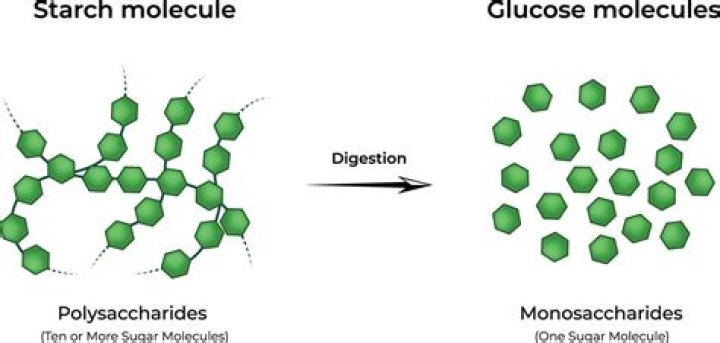 How is starch formed from glucose molecules?