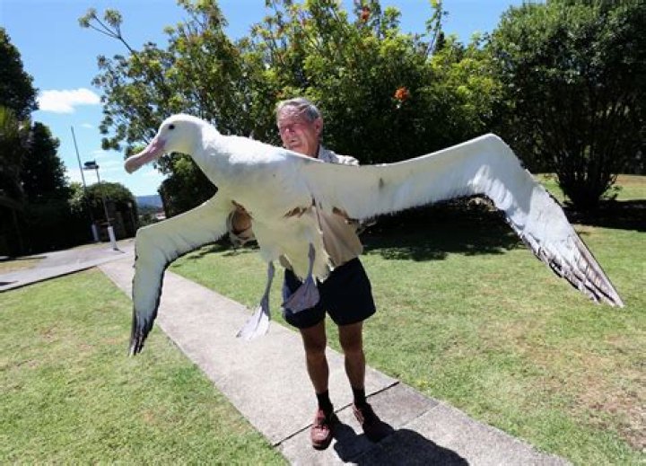 How is the albatross described in Rime of the Ancient Mariner?