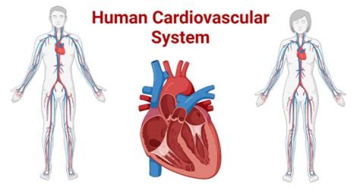 How is the cardiovascular system controlled by the CNS?